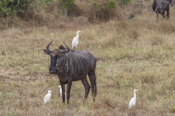 View of African wildebeest, detailed in natural habitat
