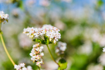 blooming field with buckwheat