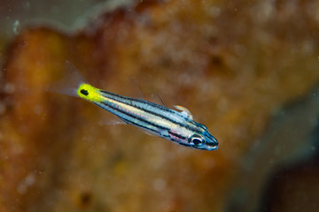 Split-Banded Cardinalfish Apogon compressus
