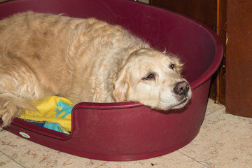 Portrait of golden retrievers dog living in belgium