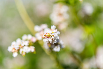 blooming field with buckwheat