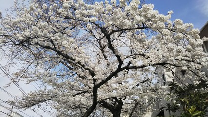 2018 春 桜
