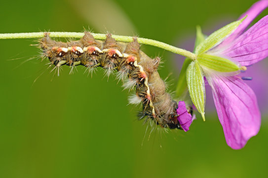 Beautiful caterpillar crawling on a twig.