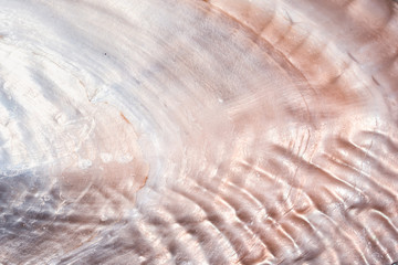 luxury nacre seashell background texture close up - 217735356
