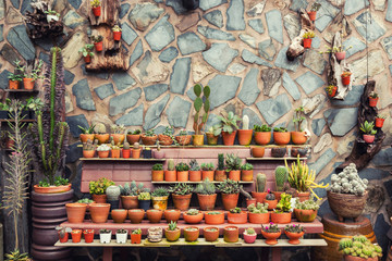 Garden decoration, ornamental garden arrangement with Collection of cactus and succulents house plants in a pot with stone wall background and vintage colored tone. Tree lover concept.