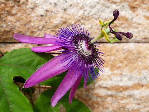Passionsblume, Passiflora Violacea, Violette,