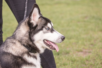 Portrait of siberian husky dog living in belgium