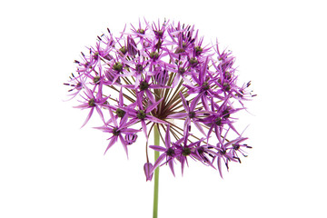 lilac flowers isolated