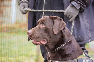 portrait of labrador retrievers dog living in belgium