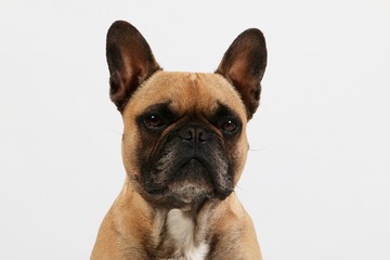 Fototapeta premium beautiful brown french bulldog head portrait in the white studio