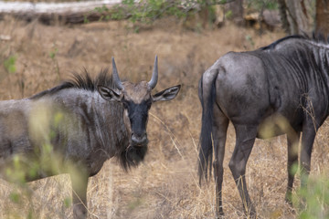 View of African wildebeest, detailed in natural habitat