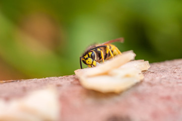 Wespe im Sommer bei der Nahrungsaufnahme