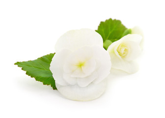 Obraz na płótnie Canvas Begonia white flowers.