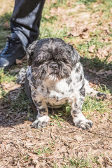 Portrait of lapssa apso dog living in belgium
