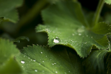 Dew Drop On Leaf