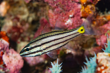 Split-Banded Cardinalfish Apogon compressus