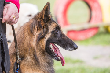 Portrait of belgium shepherd dog type malinois living in belgium