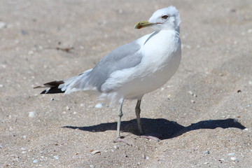 Azov gull