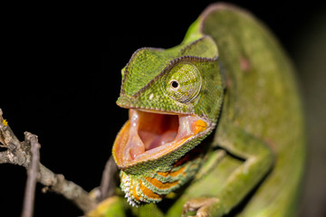 Chameleon
