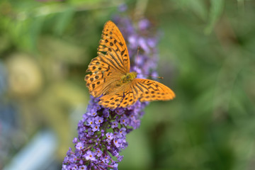 Butterfly Nymphalide Pearl Brenthis ino sucks nectar