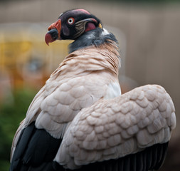 Bald Vulture