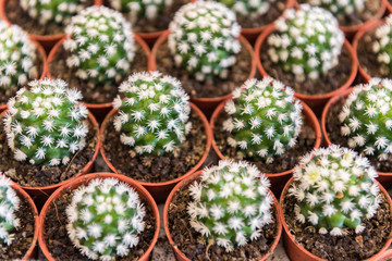 Cactus in pot pattern