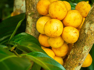 Wollongong Lansium domesticum and Longkong asia thailand.