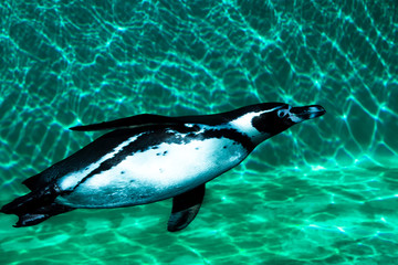 Penguin floats in turquoise water