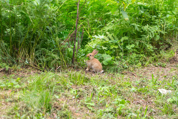 A close view of a young red-haired rabbit who has leaves from bushes raised in the top of the muzzle on the green grass on a bright sunny summer or autumn day