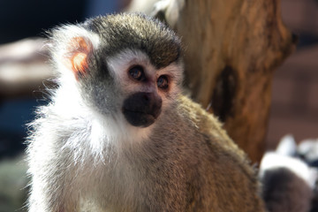 Obraz premium The monkey sits and looks