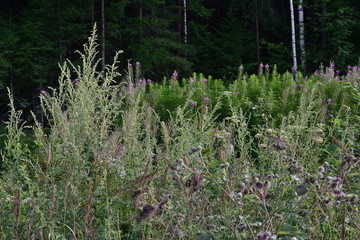 Summer landscape, forest flowers and grass on the background of dense pines and spruce