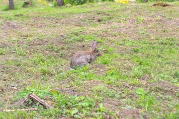 A close-up view of an adult gray rabbit with large ears sitting on green grass and chewing food with soft hair on a bright sunny summer or autumn day