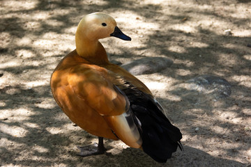 An earth duck is standing on the sand