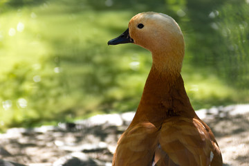 An earth duck is standing on the sand