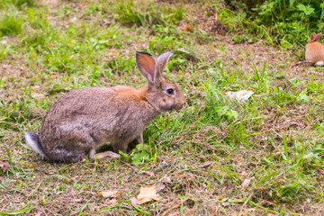 Naklejka na ściany i meble A close-up view of an adult gray rabbit that looks into the camera with large raised ears sitting on the green grass and chewing food with soft wool and a small ginger rabbit in the background