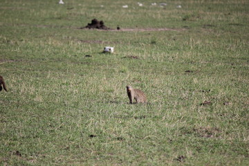 мангуст / mongoose / Mustela / ласка / хорёк / ferret  / суслик / Sciuridae / Сурикат / Suricata suricatta / surakat / Herpestidae 