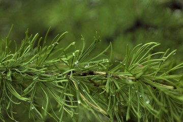 Green branches of larch on blur background.