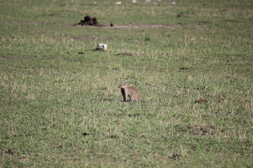 мангуст / mongoose / Mustela / ласка / хорёк / ferret  / суслик / Sciuridae / Сурикат / Suricata suricatta / surakat / Herpestidae 