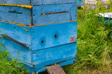 Obraz na płótnie Canvas A close-up of a blue hive made of wood in the form of a box with a rubber handle and sticking out sealant on an apiary in a field among green grass with bees bringing pollen for honey on a summer day