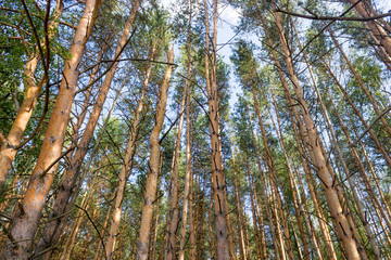 pine grove in summer