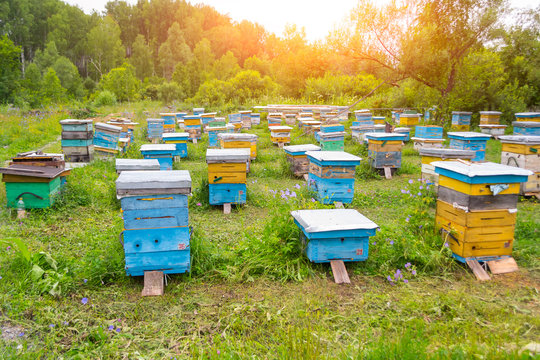 A lot of colorful hives made of wood in the form of boxes on an apiary in a field among green grass and trees with bees bringing pollen for honey with shining sun in the sky in the mountains of Altai