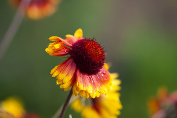 Gaillardia with Dew Drops