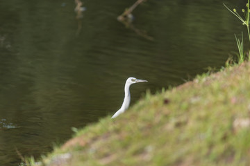 Snowy Egret climbing the bank of a lake