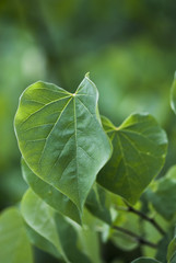 Green Heart Shaped Leaf