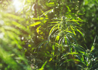 Young hemp in the sun