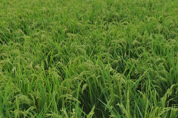 Obraz premium 8月の稲穂