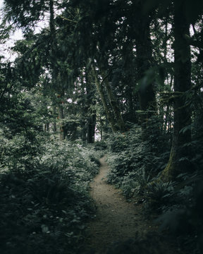 Path through the forest