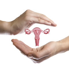 A model of the reproductive system of women between two palms on white isolated background. The concept of a healthy female reproductive system. - obrazy, fototapety, plakaty