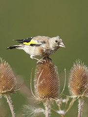 European goldfinch (Carduelis carduelis)