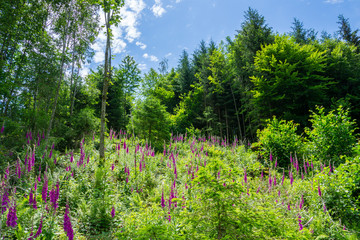 Field of blooming poisonous purple foxglove plants in the forest